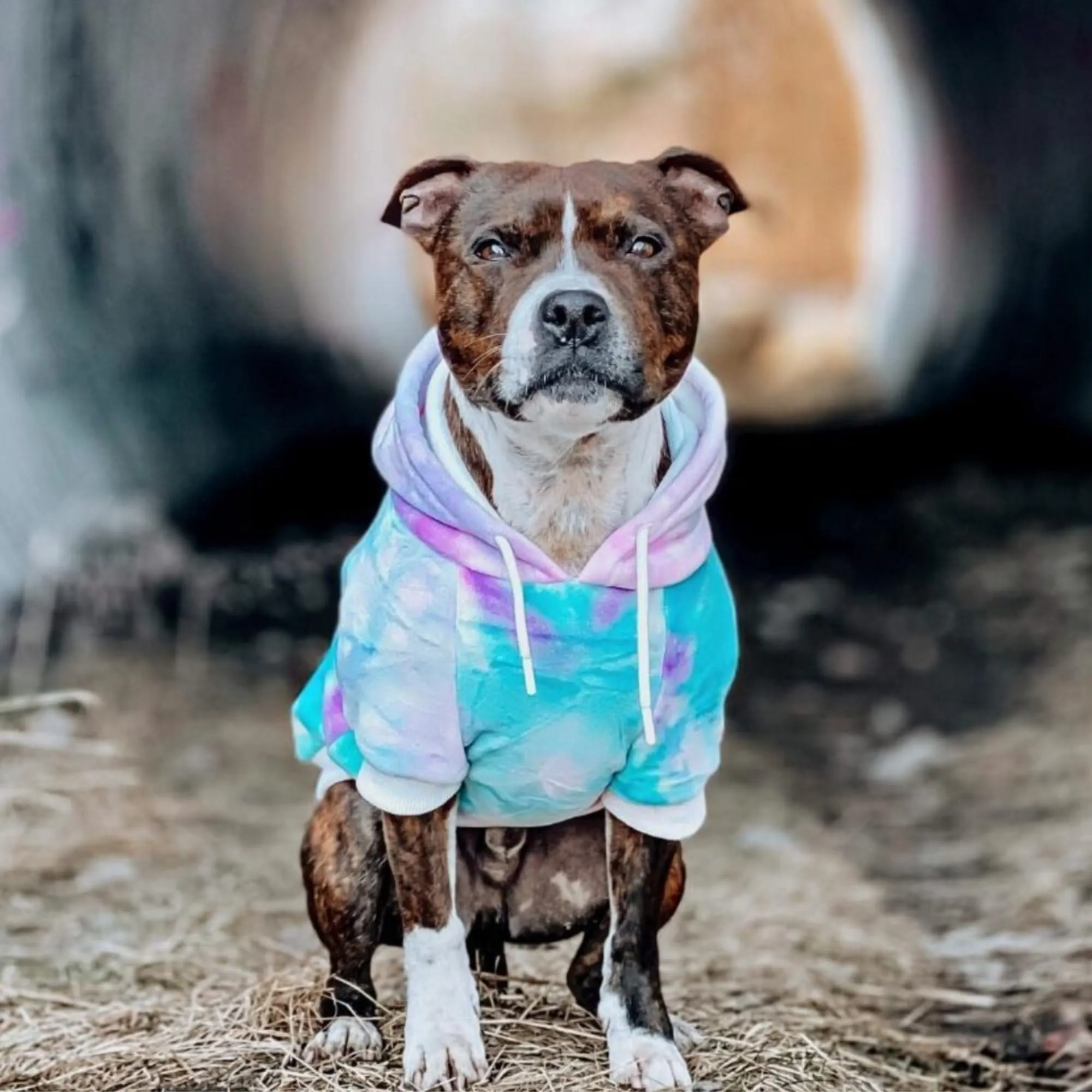 Velvet Dog Hoodies