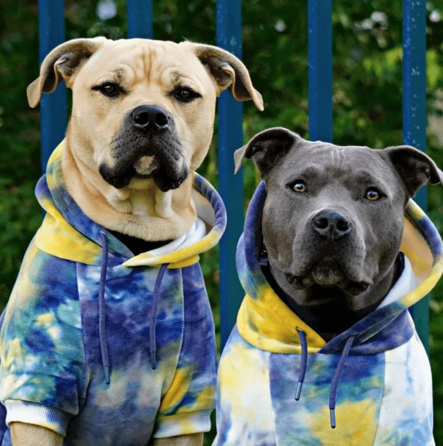 Velvet Dog Hoodies